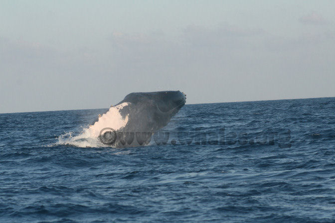 humpback whale in water off Salt Cay, Turks & Caicos Islands
