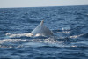 humpback whale