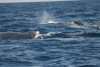 humpback whale