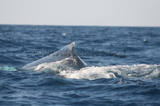 humpback whale in water off Salt Cay, Turks & Caicos Islands