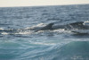 humpback whale