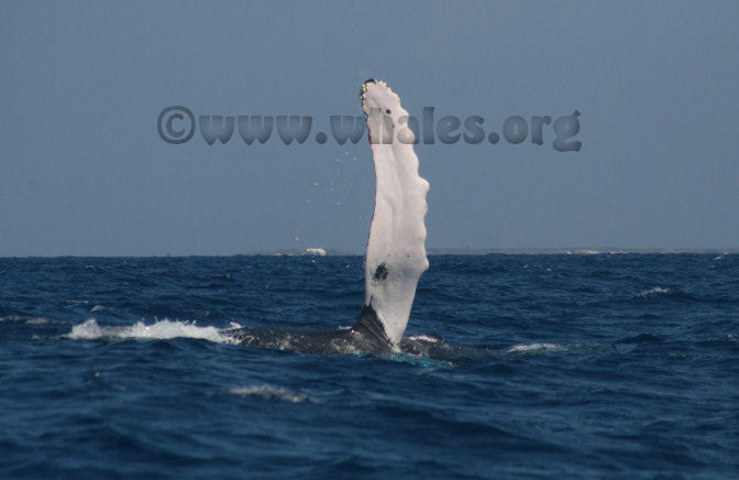 humpback whale in water off Salt Cay, Turks & Caicos Islands