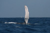 humpback whale