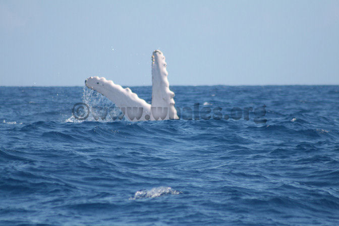 humpback whale in water off Salt Cay, Turks & Caicos Islands