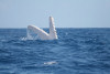 humpback whale