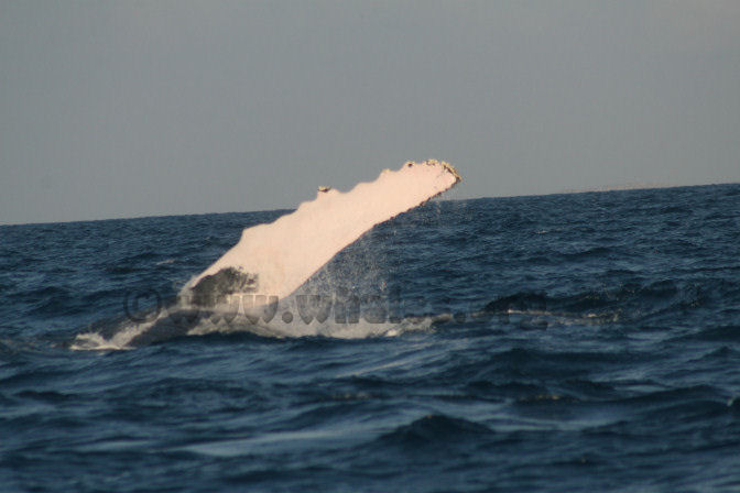 humpback whale in water off Salt Cay, Turks & Caicos Islands