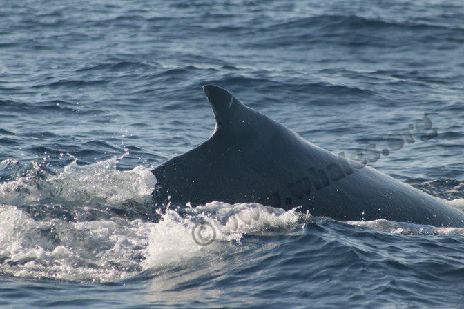 humpback whale in water off Salt Cay, Turks & Caicos Islands