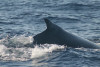 humpback whale