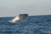 humpback whale
