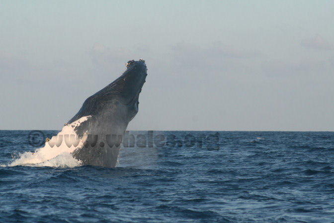 humpback whale in water off Salt Cay, Turks & Caicos Islands