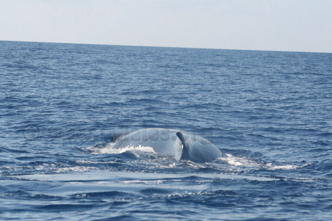humpback whale in water off Salt Cay, Turks & Caicos Islands