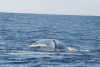humpback whale