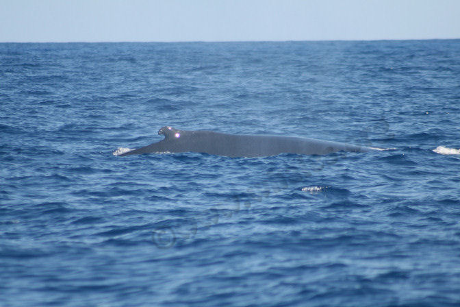 humpback whale in water off Salt Cay, Turks & Caicos Islands