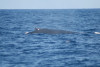 humpback whale