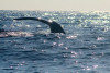 humpback whale