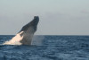 humpback whale