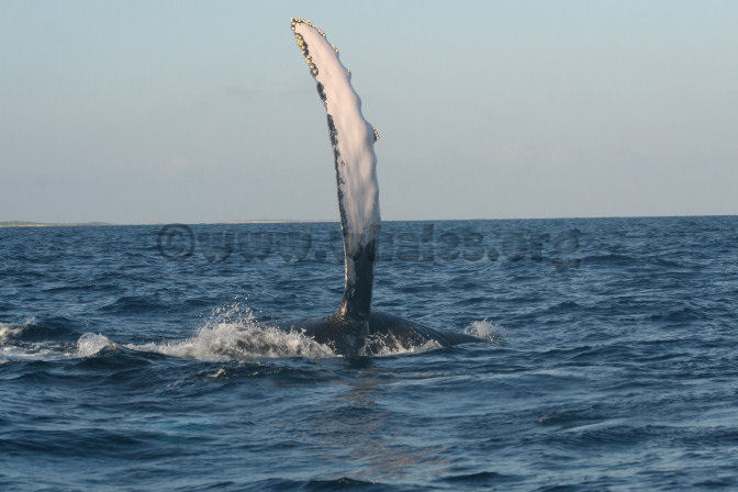 humpback whale in water off Salt Cay, Turks & Caicos Islands