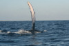 humpback whale