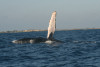 humpback whale