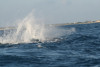 humpback whale