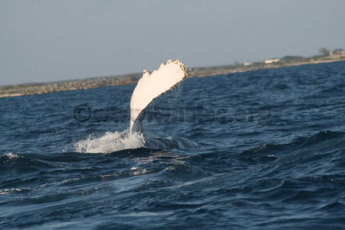 humpback whale in water off Salt Cay, Turks & Caicos Islands