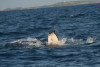 humpback whale