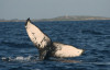 humpback whale