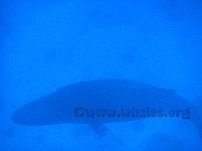 humpback whale underwater in Salt Cay